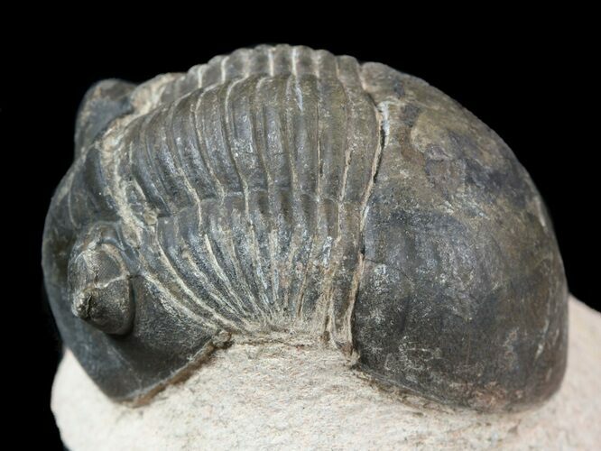 Bargan, Paralejurus Trilobite Fossil - Foum Zguid, Morocco #53534